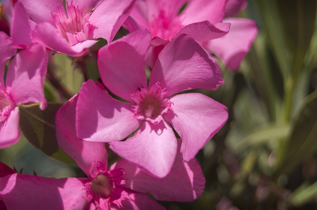 flower  pink flower  oleander free photo