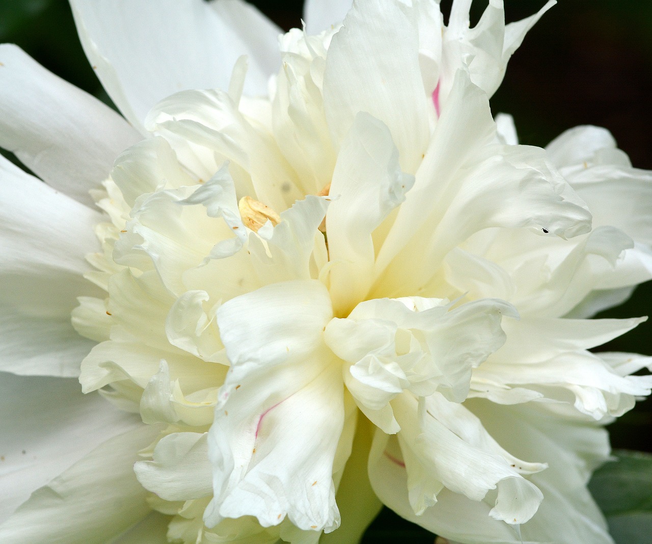 flower  peony  nature free photo