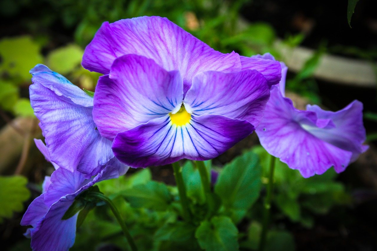 flower  garden  purple free photo