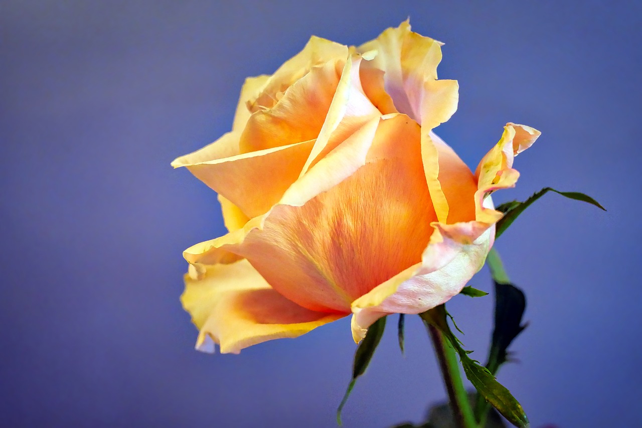 flower  rose  blossom free photo