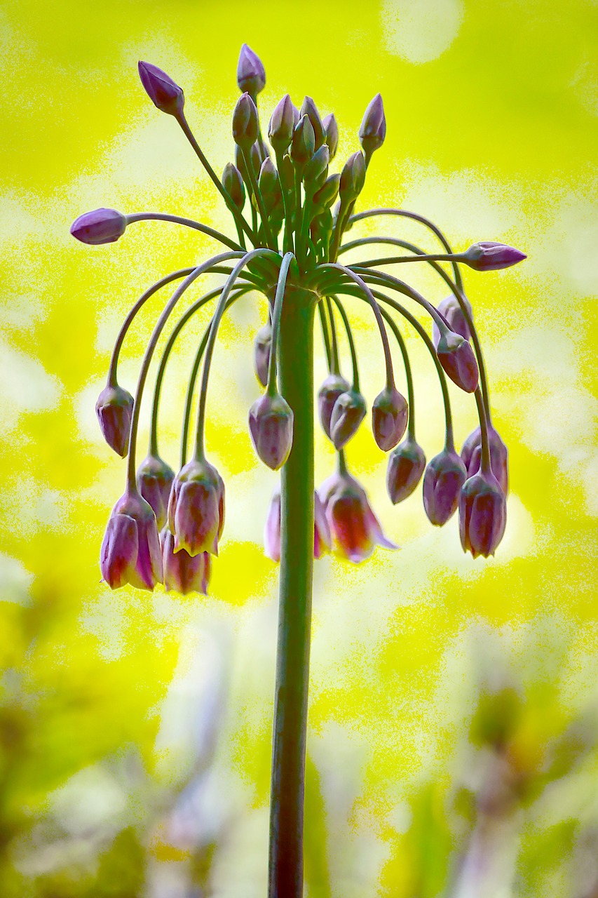 flower  blossom  bloom free photo