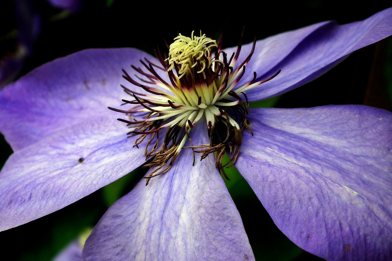 flower  clematis  closeup free photo