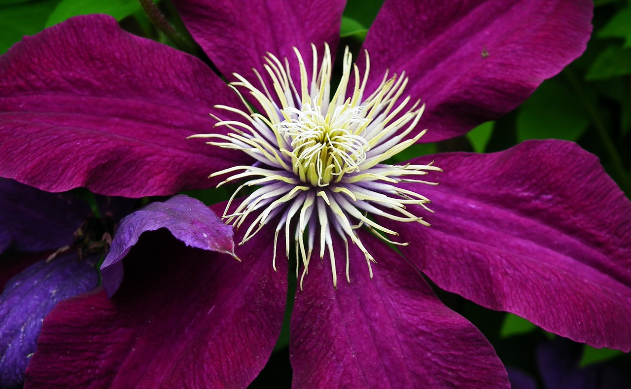 flower  clematis  closeup free photo