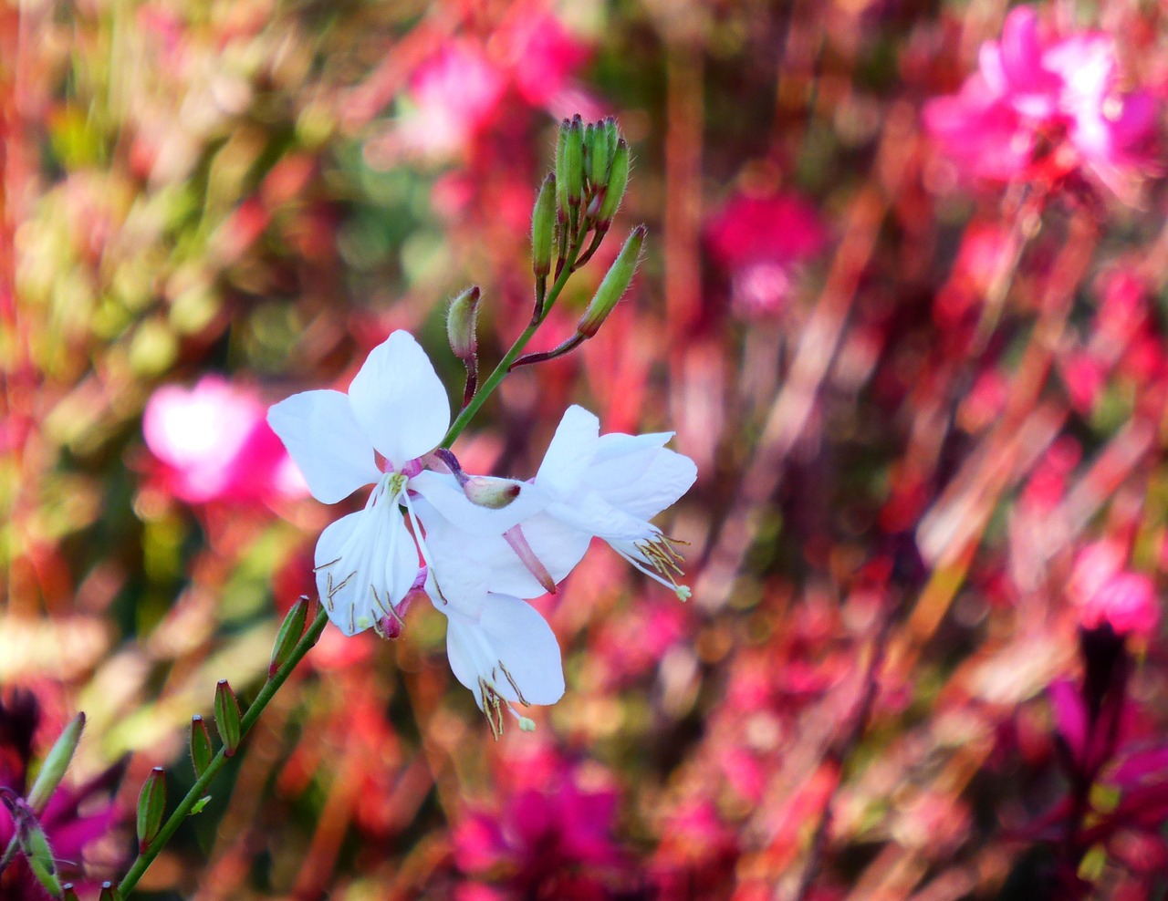 flower wind plant free photo