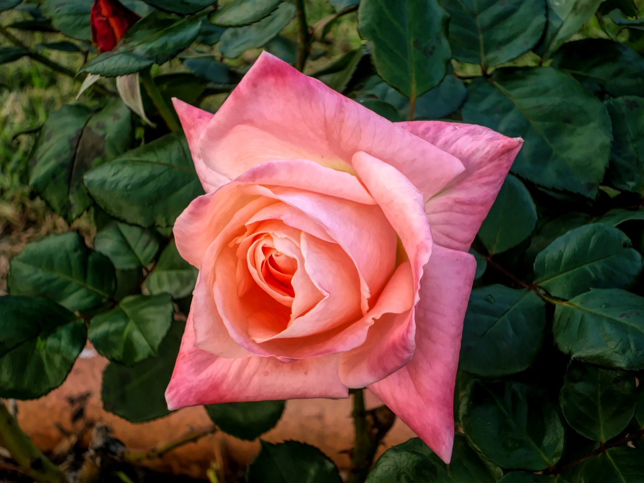 flower  rose  pink free photo