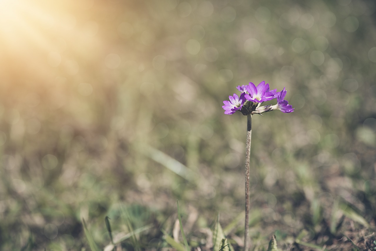 flower  blossom  bloom free photo