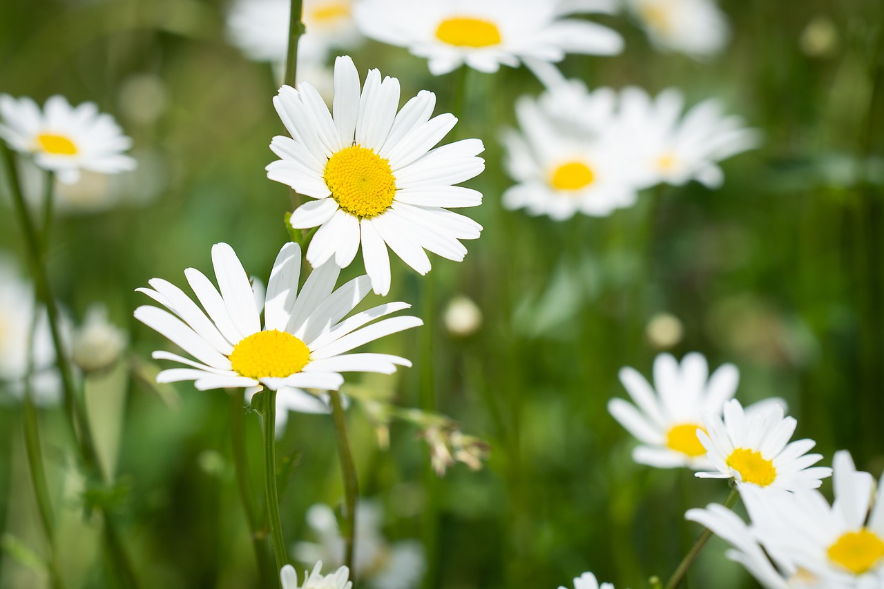 flower  white  white flowers free photo