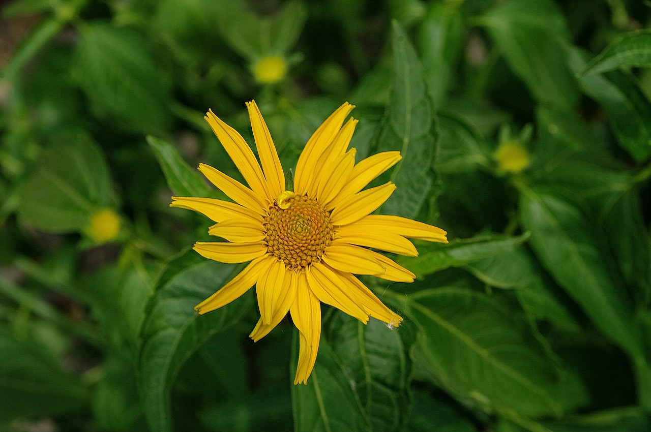 flower  yellow  plant free photo