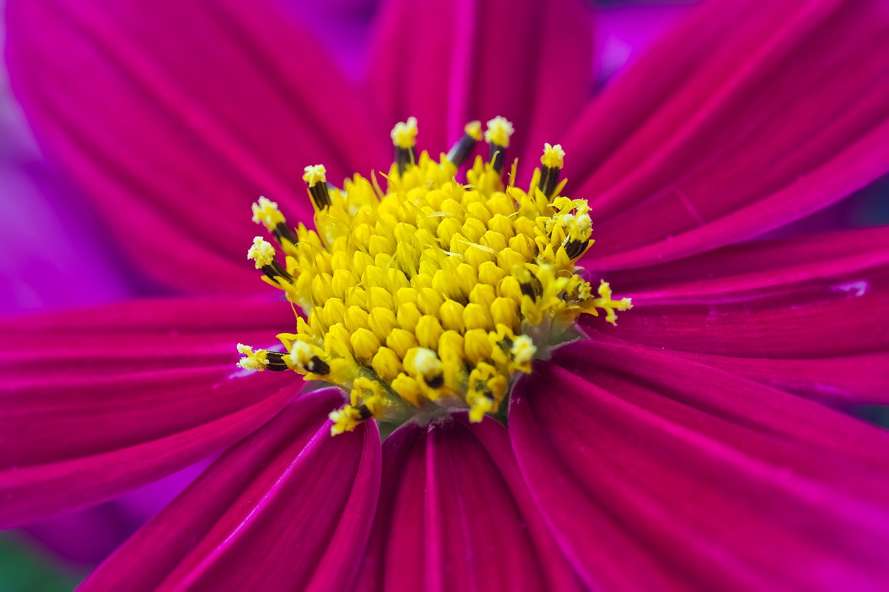 flower  gerbera  blossom free photo