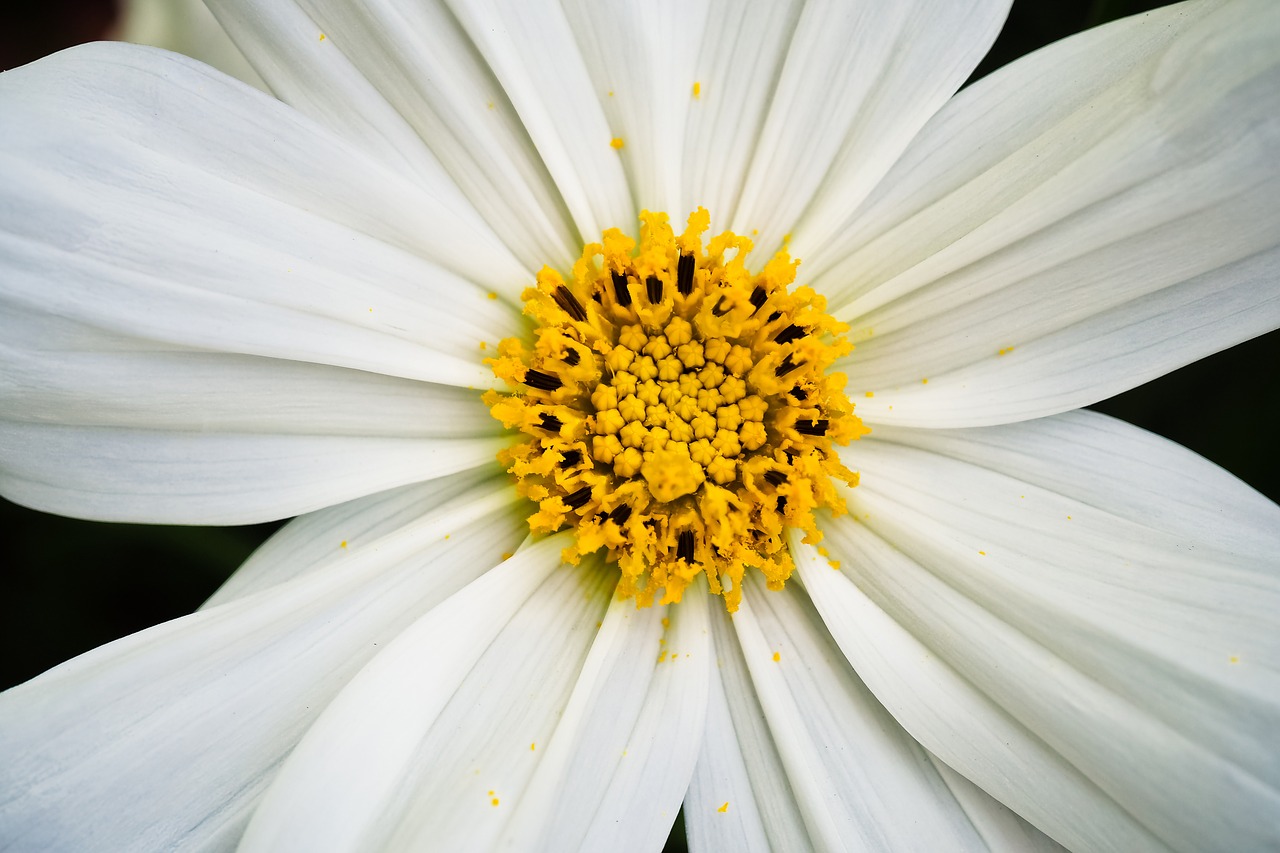 flower  gerbera  blossom free photo