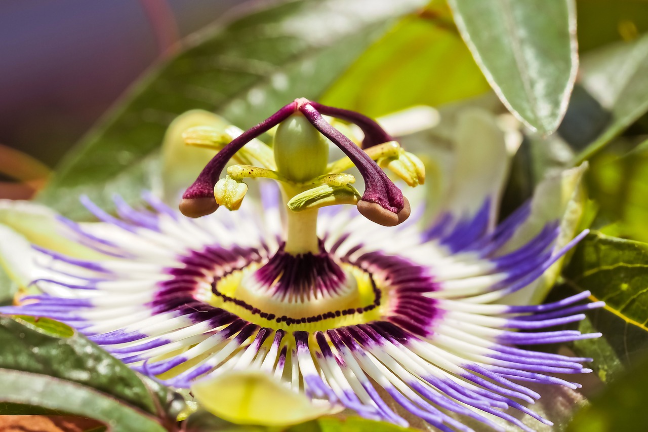 flower  passion flower  passiflora free photo