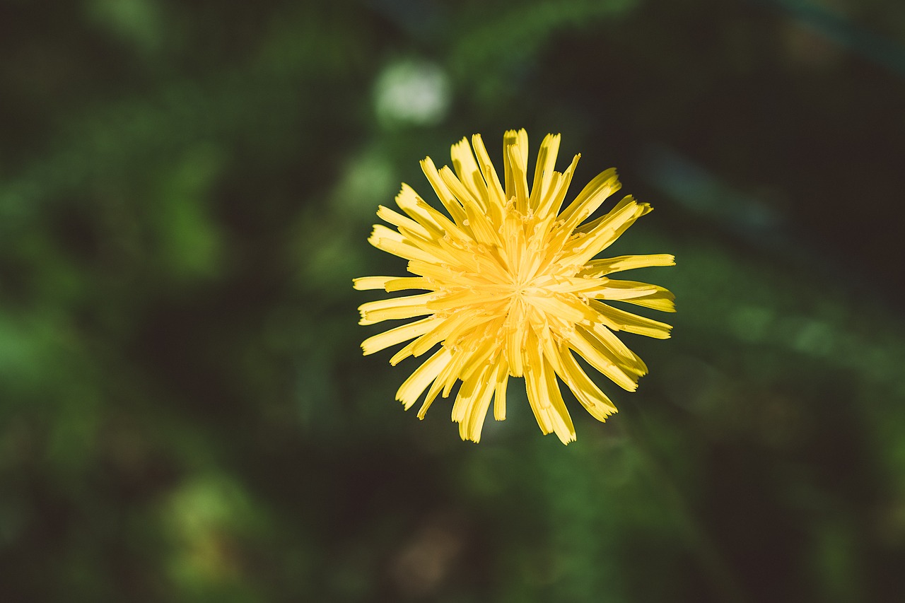 flower  yellow  yellow flower free photo