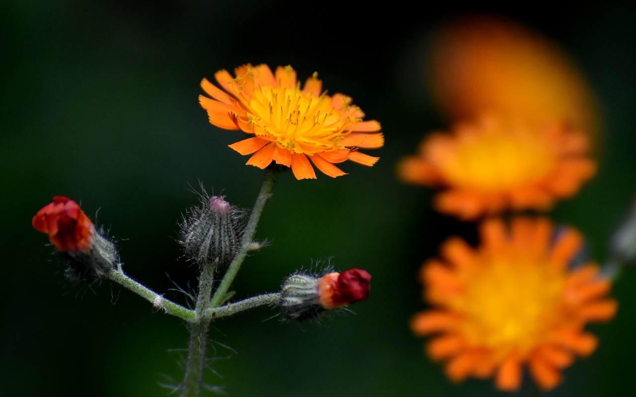 flower  summer  garden free photo