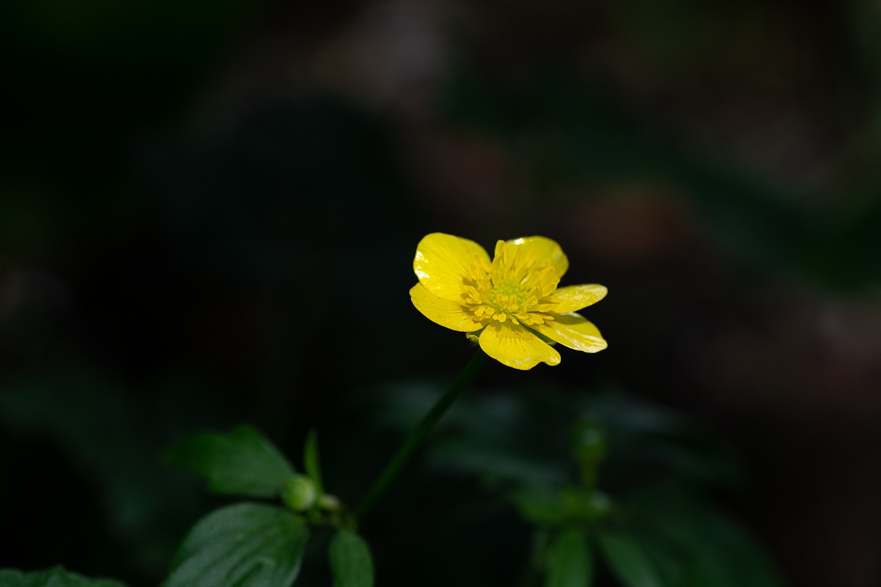 flower  yellow  buttercup free photo