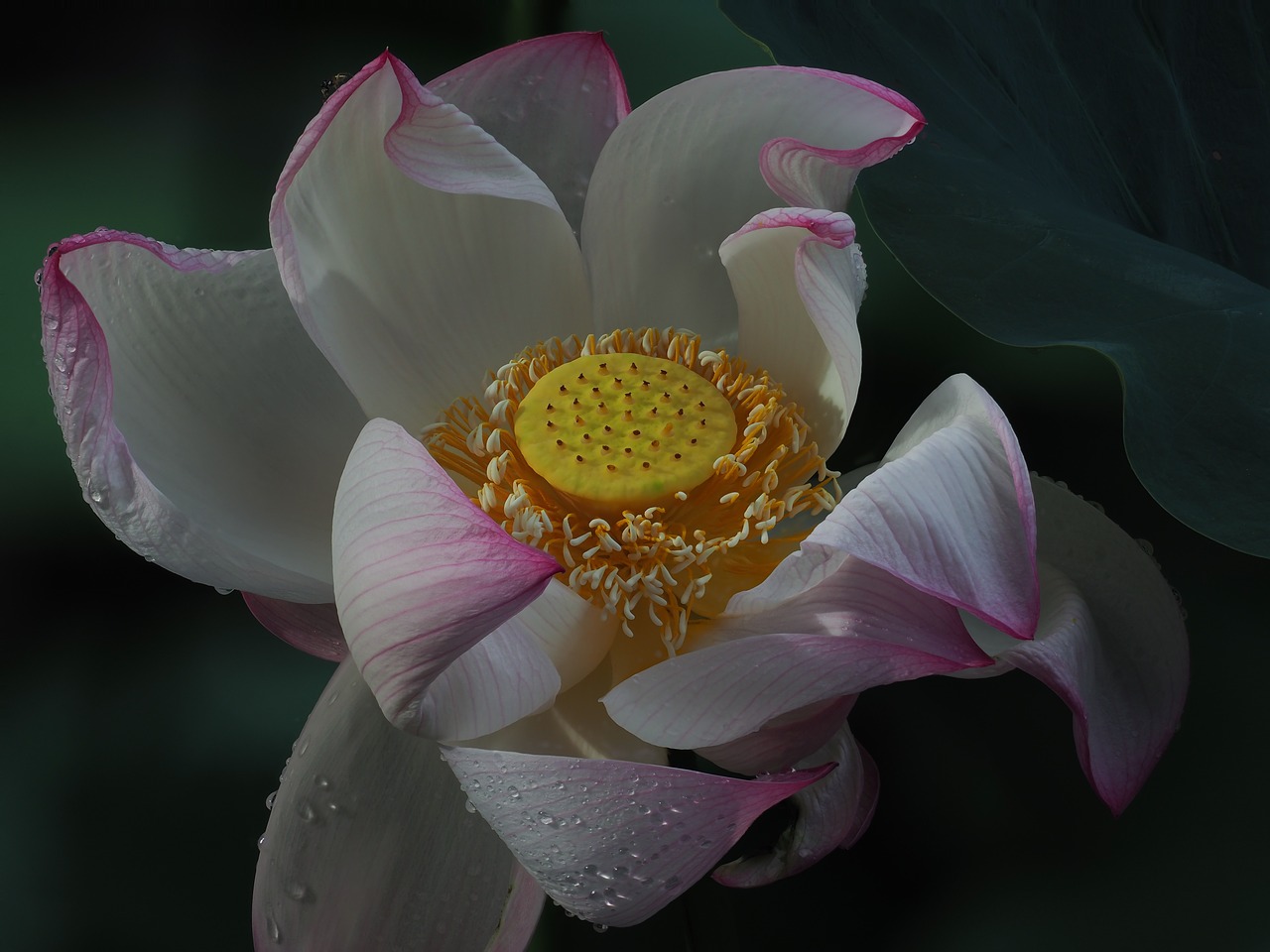 flower  lotus flowers  white free photo