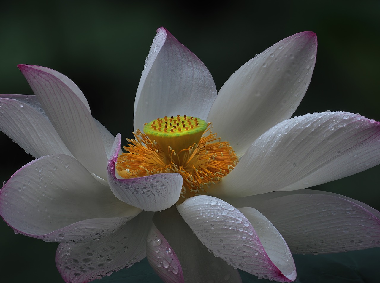 flower  lotus flowers  white free photo