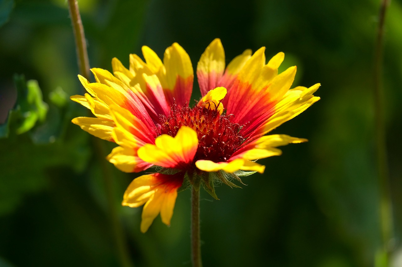 flower  yellow  red free photo