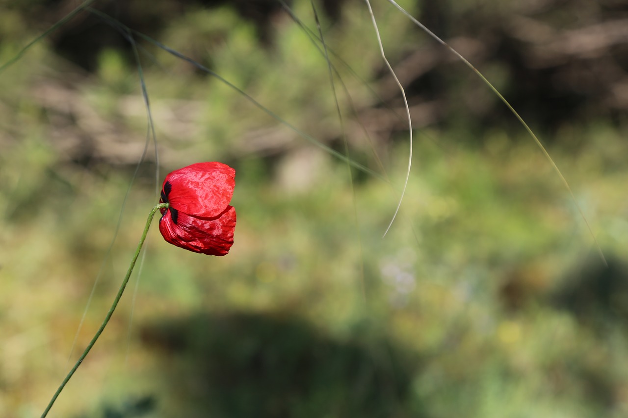 flower  plant  nature free photo