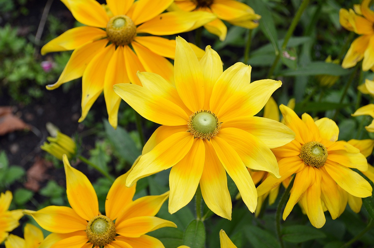 flower  rudbeckia hirta  green eyes free photo