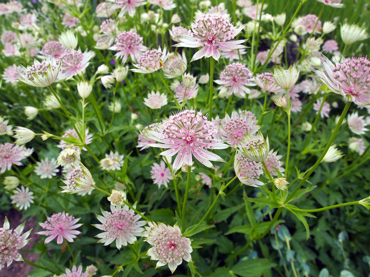 flower  astrantia  astrantia major free photo