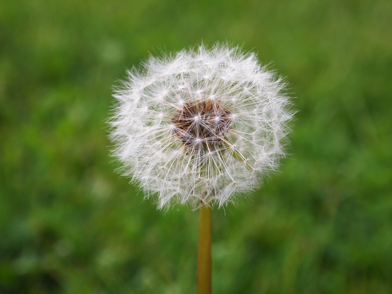 flower  seed  dandelion free photo