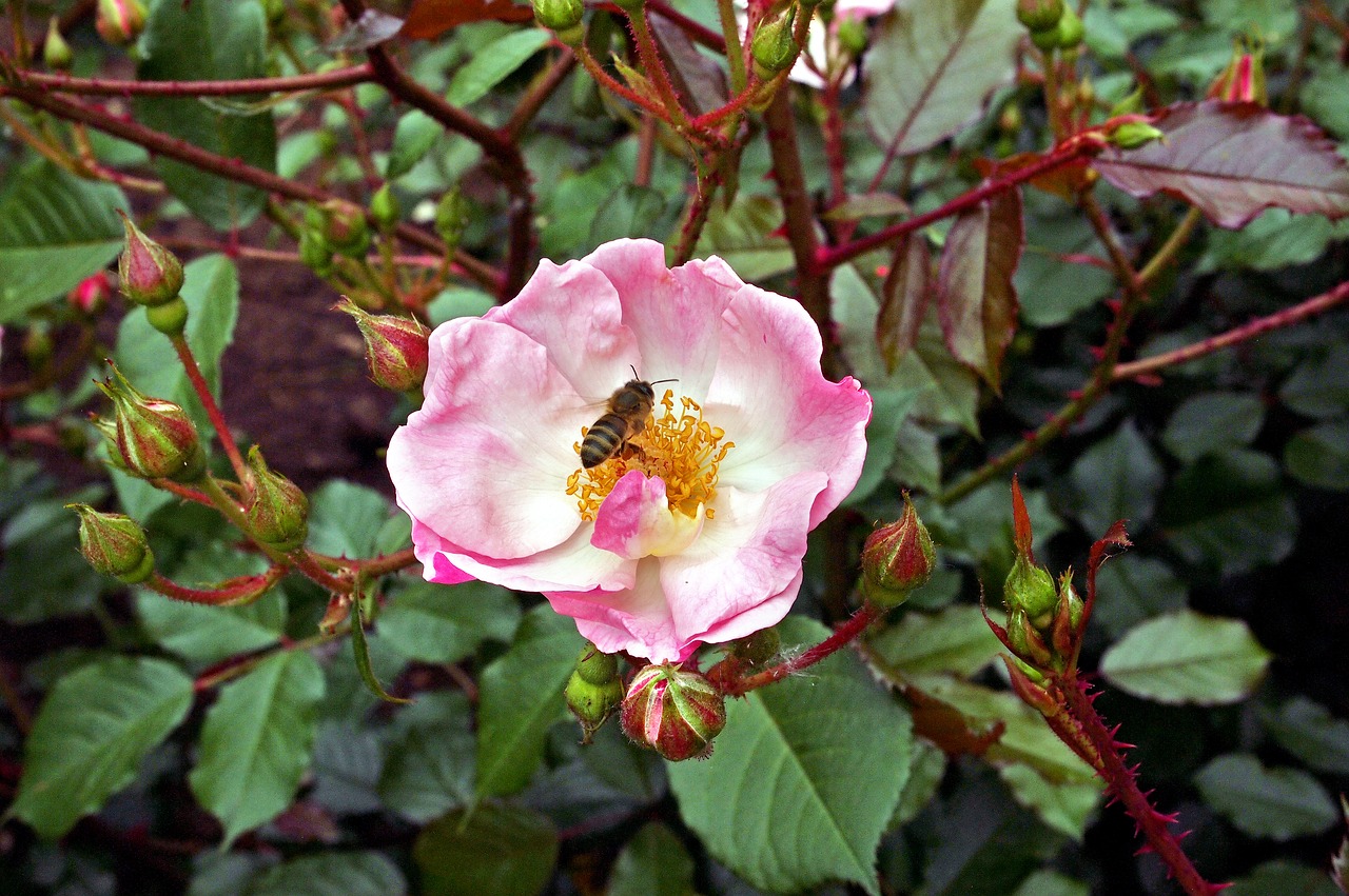 flower  plant  dog-rose free photo
