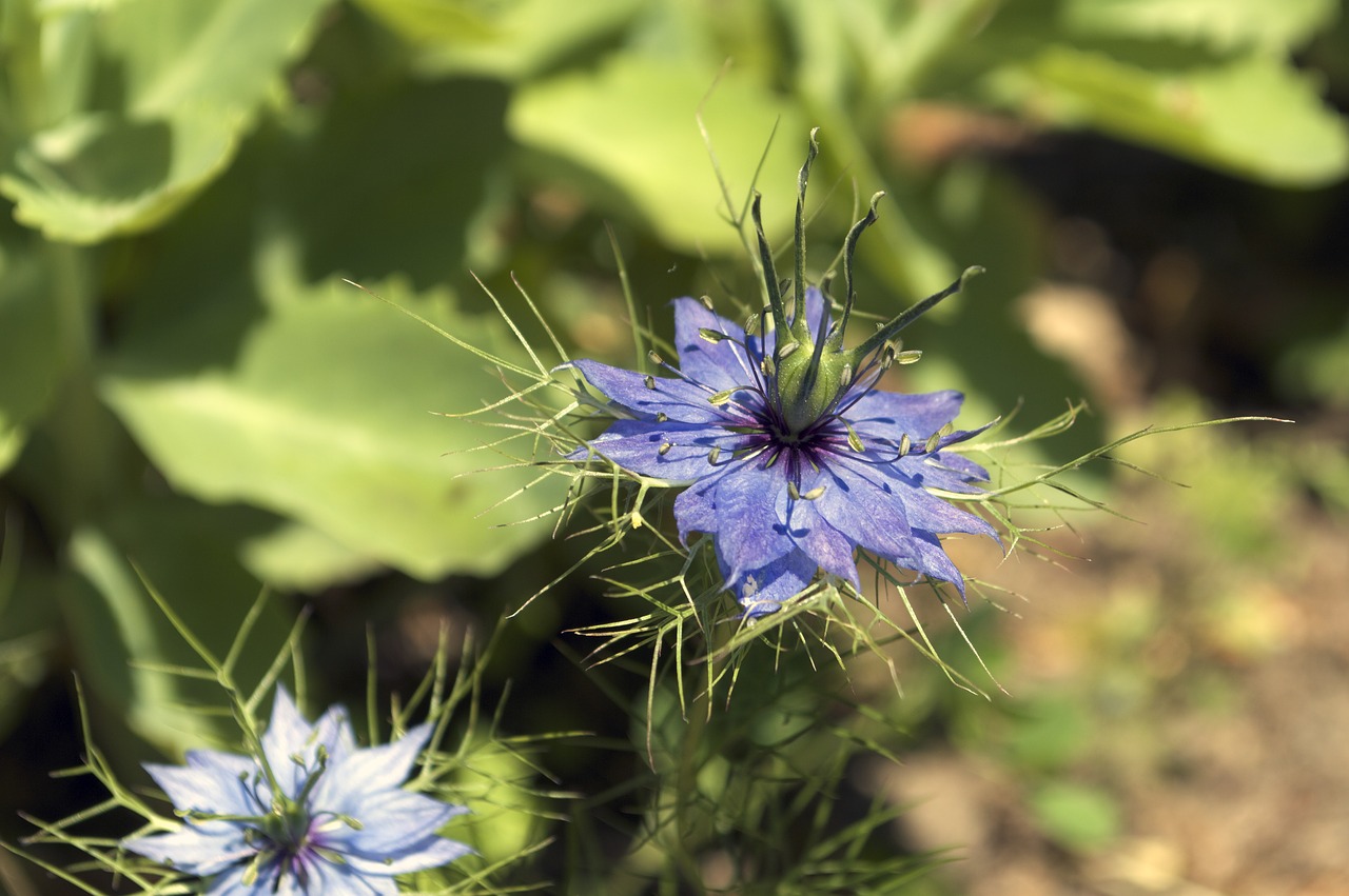 flower  nigella damascena  love-in-a-mist free photo