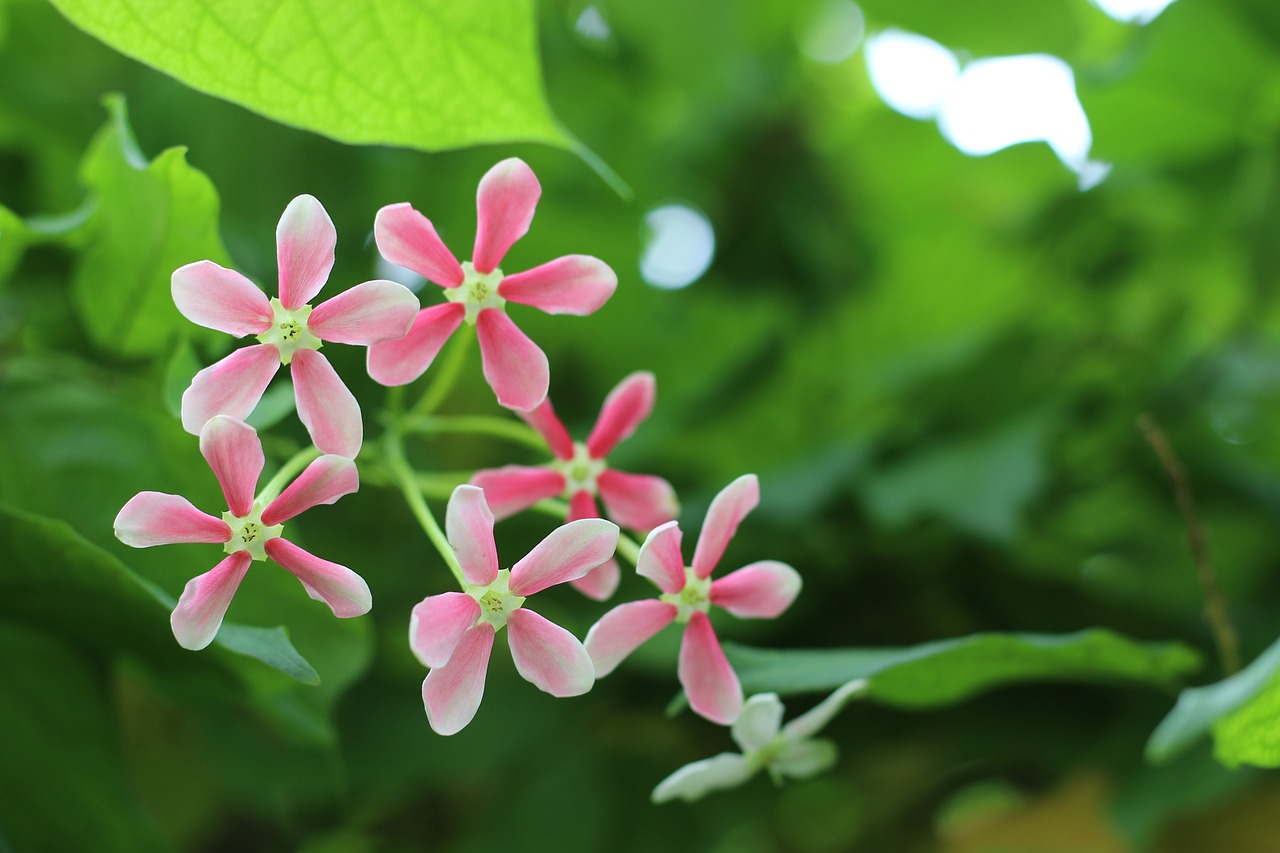 flower  summer  kẹo ngọt free photo