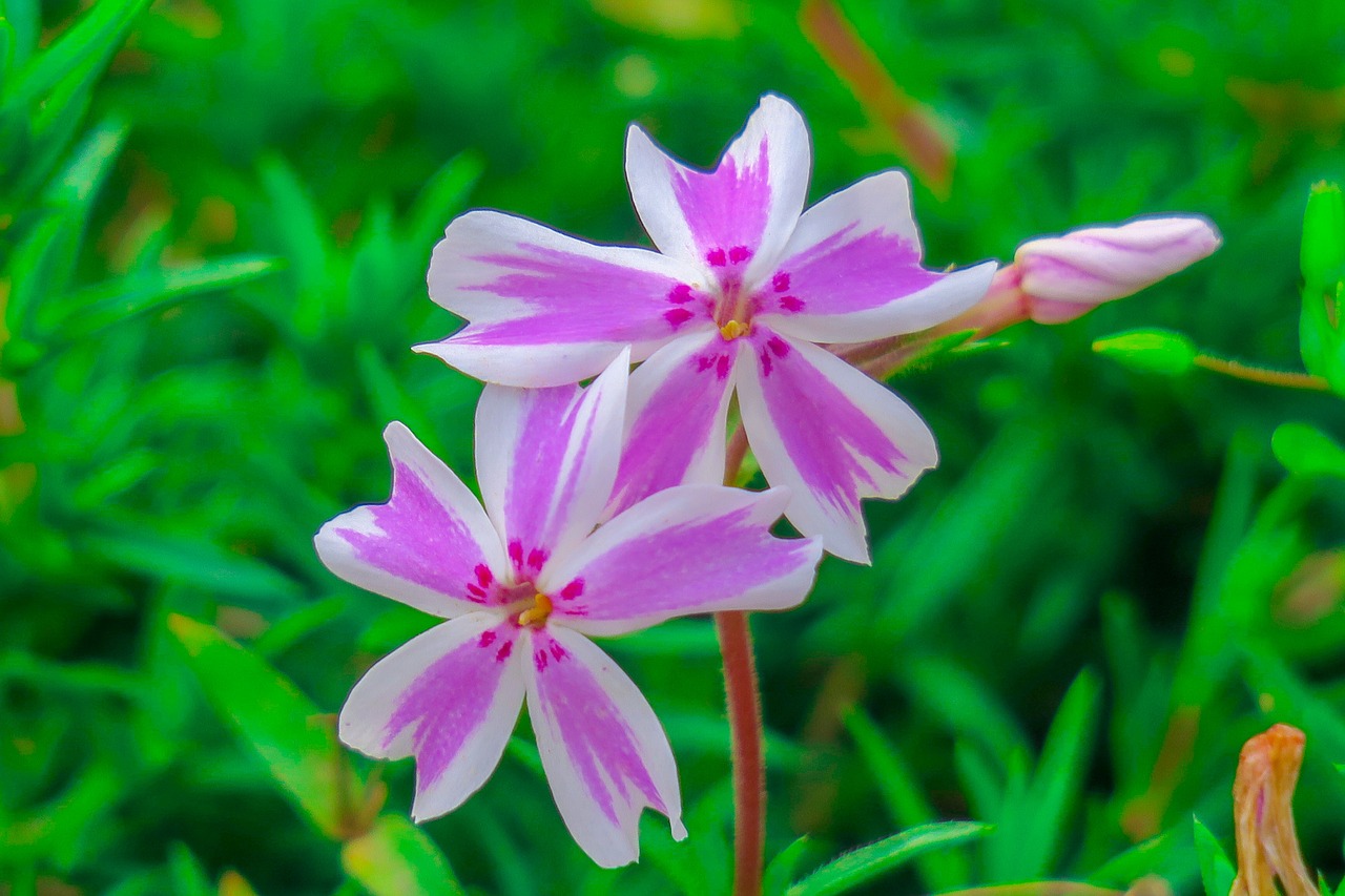 flower  xie  hua xie free photo