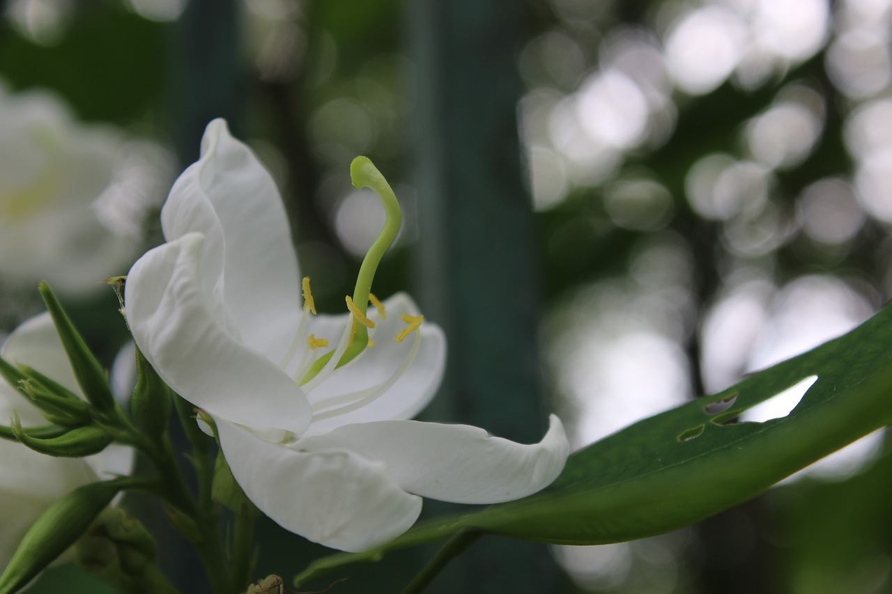 flower  white  summer free photo