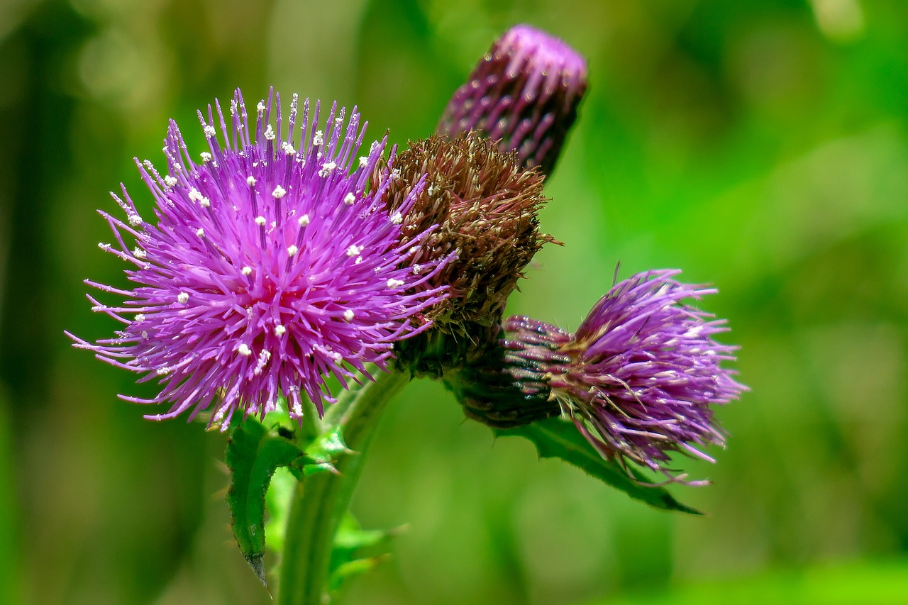 flower  xie  hua xie free photo