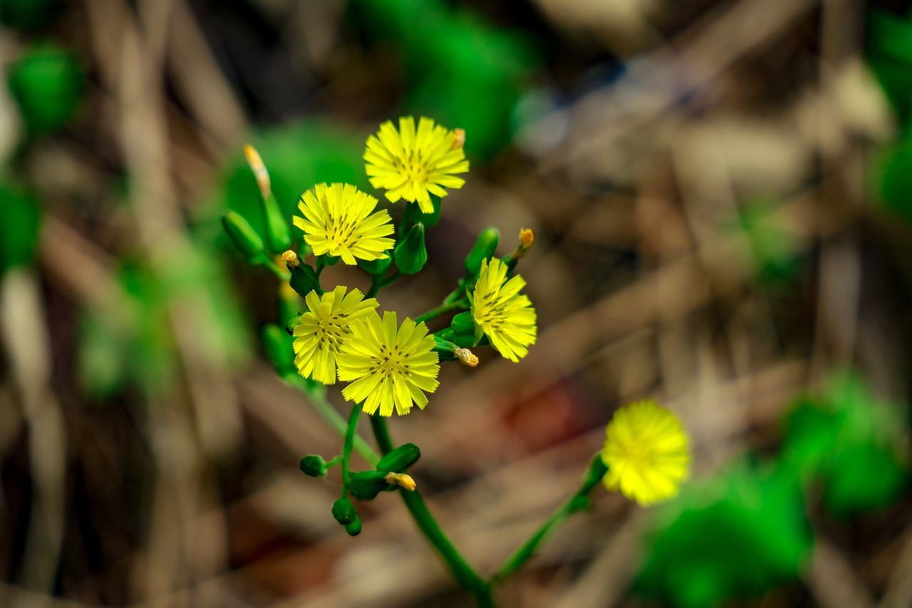 flower  xie  hua xie free photo