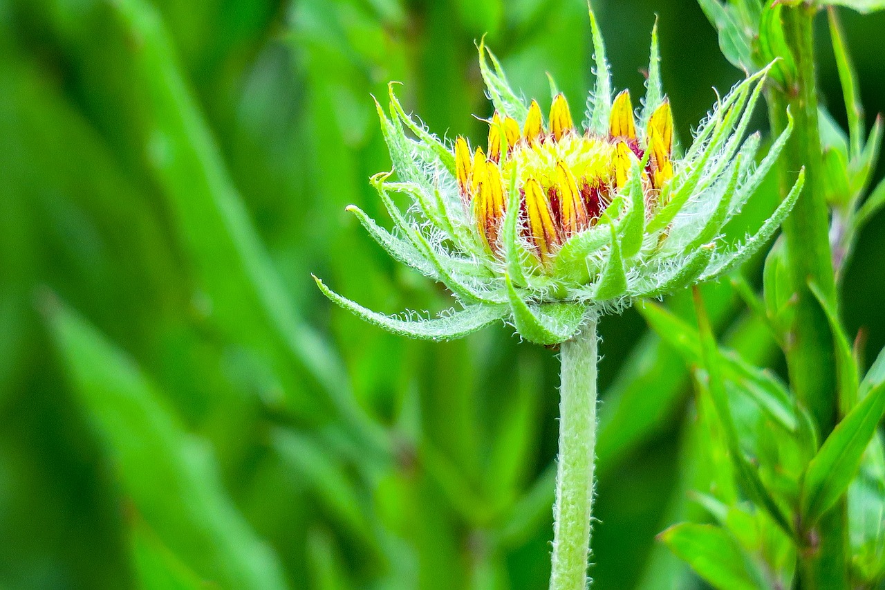 flower  xie  hua xie free photo