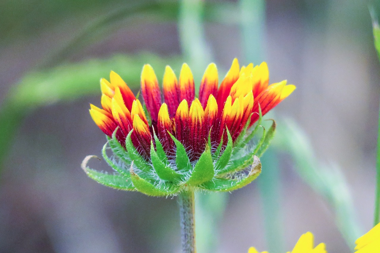 flower  xie  hua xie free photo