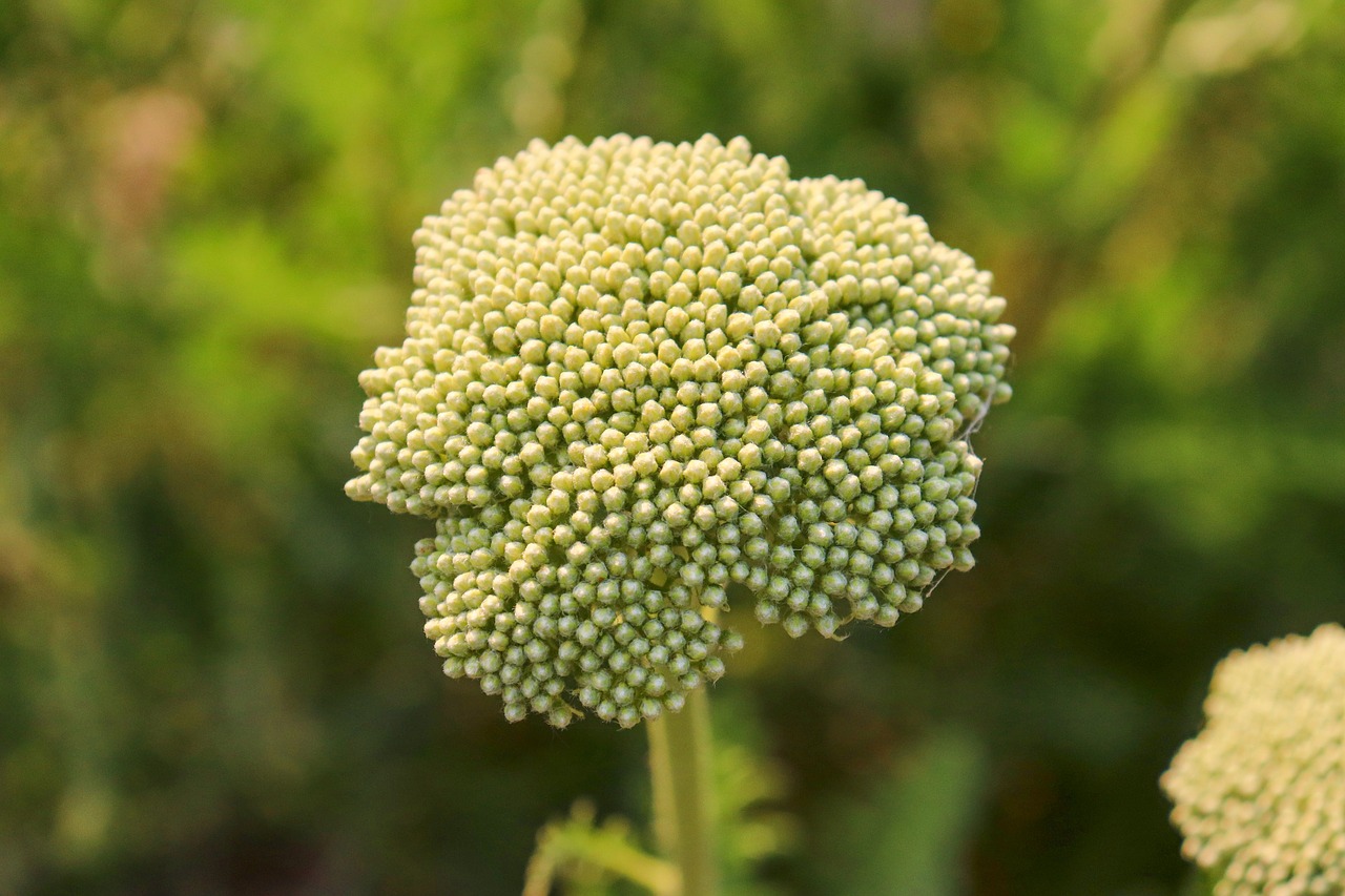 flower  buds  green free photo