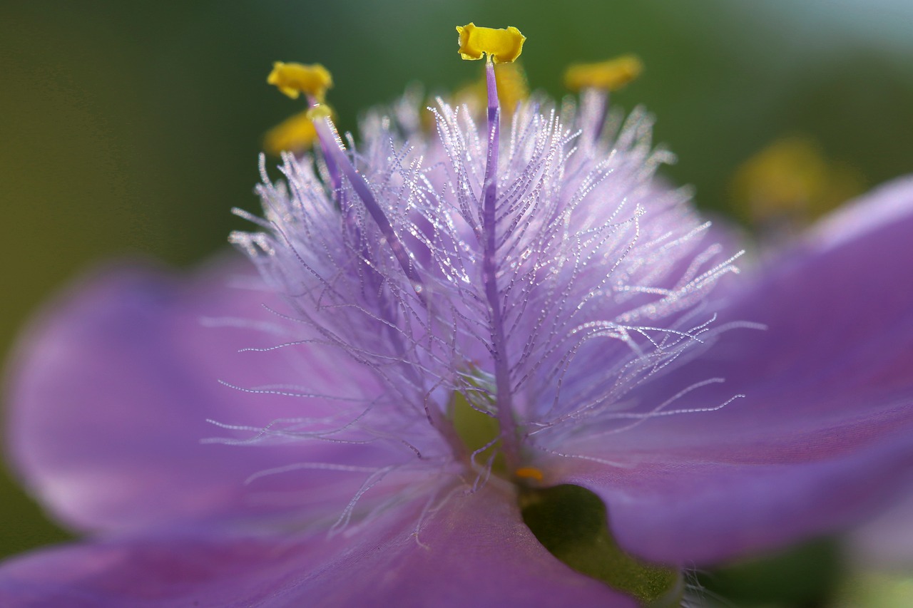 flower  blossom  bloom free photo