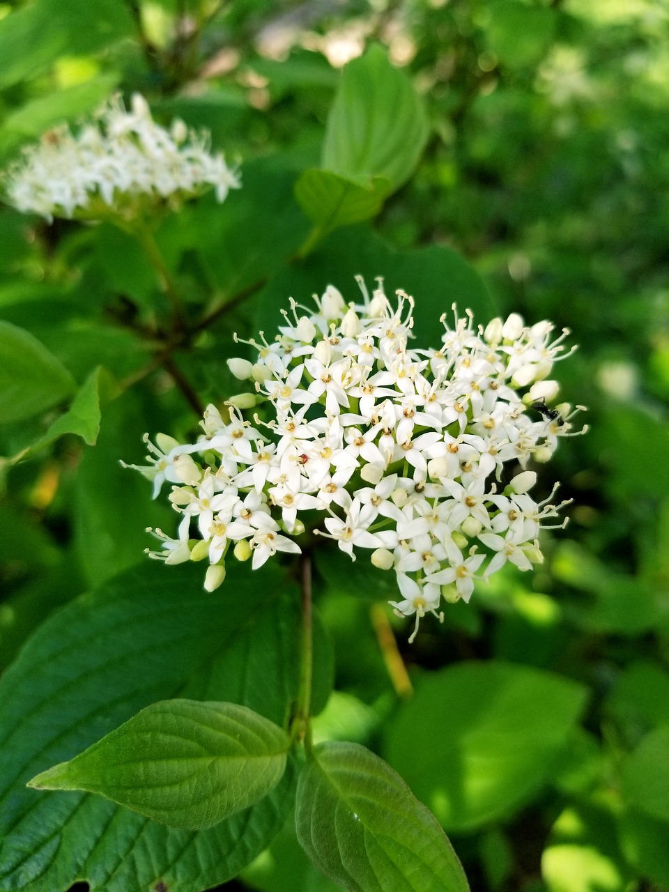 flower  greens  bush free photo