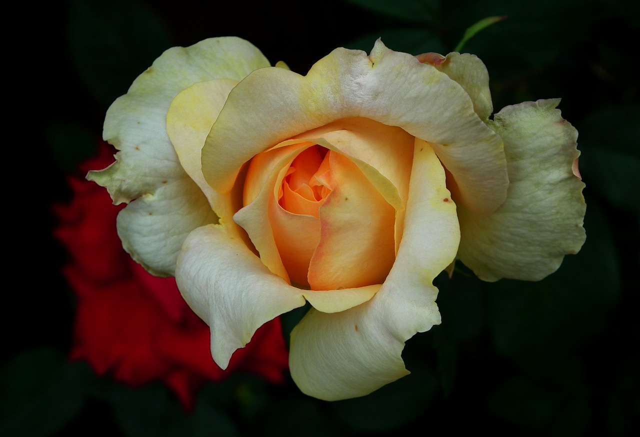 flower  rose  tea free photo