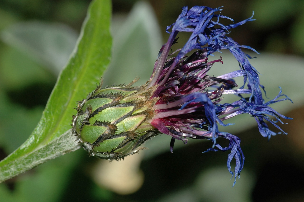 flower wilted shriveled free photo