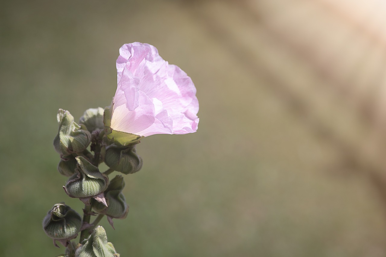 flower  pink  blossom free photo