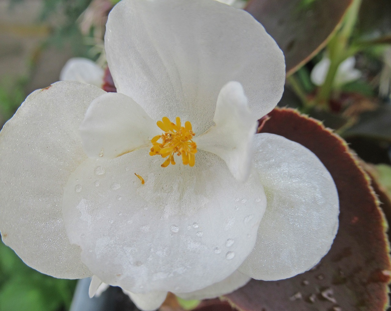 flower  white  plant free photo