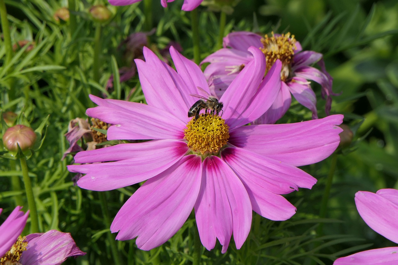 flower  pink flower  close up free photo