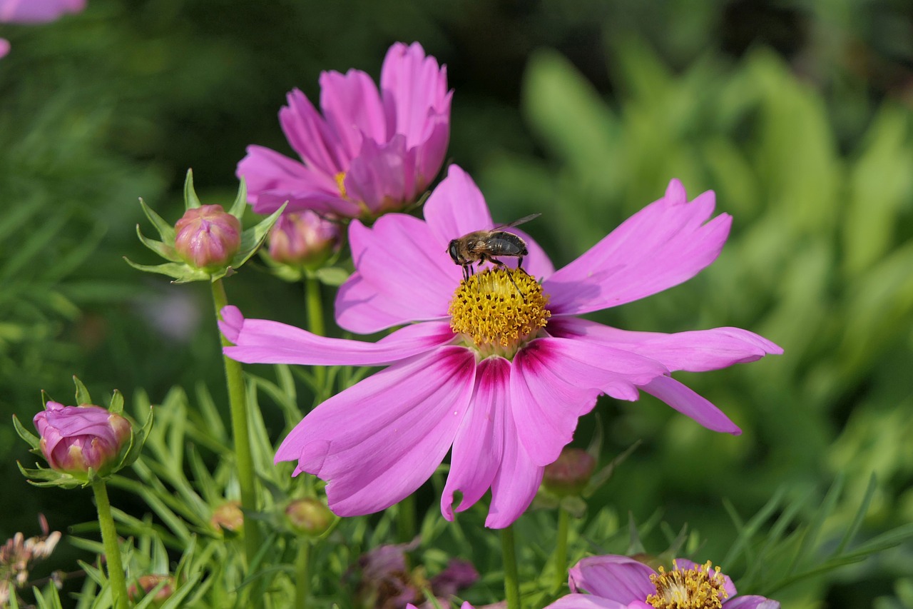 flower  pink flower  close up free photo