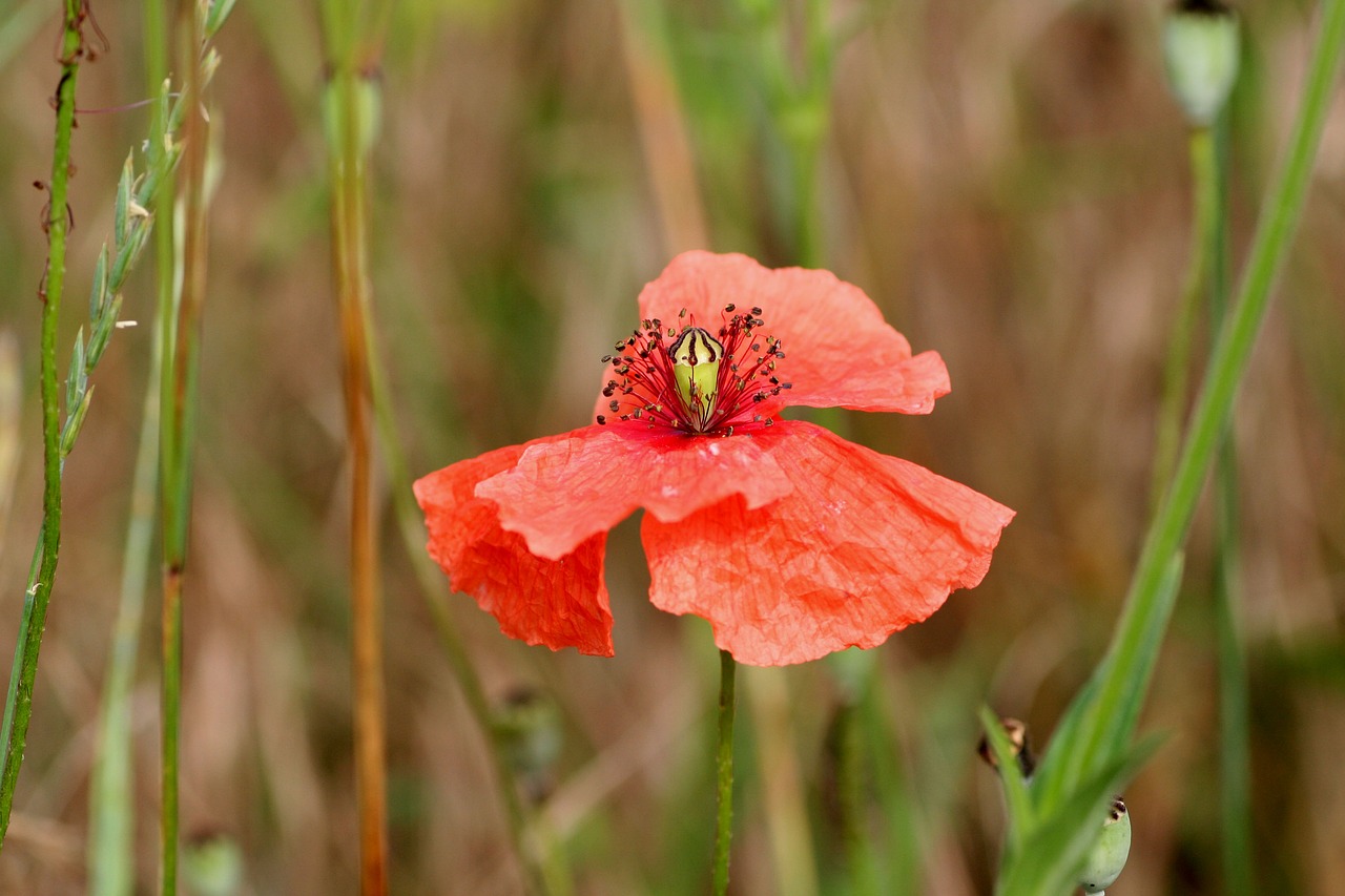 flower  red  petals free photo