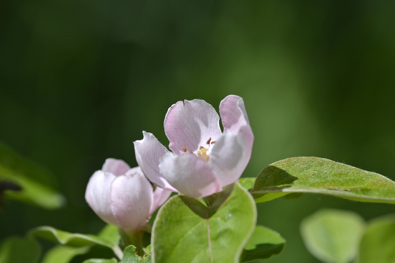 flower  flora  blossom free photo