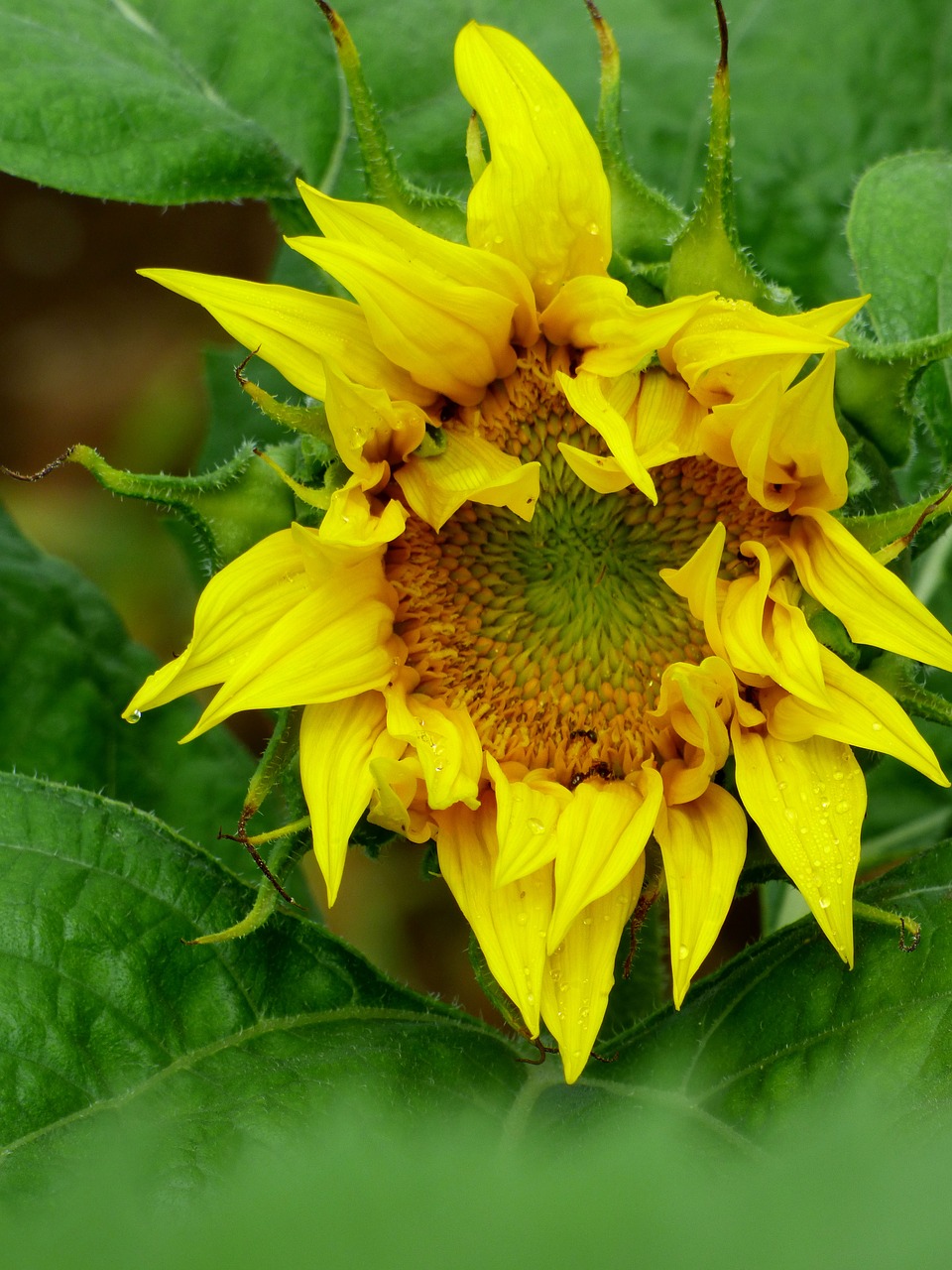 flower  sunflower  yellow free photo