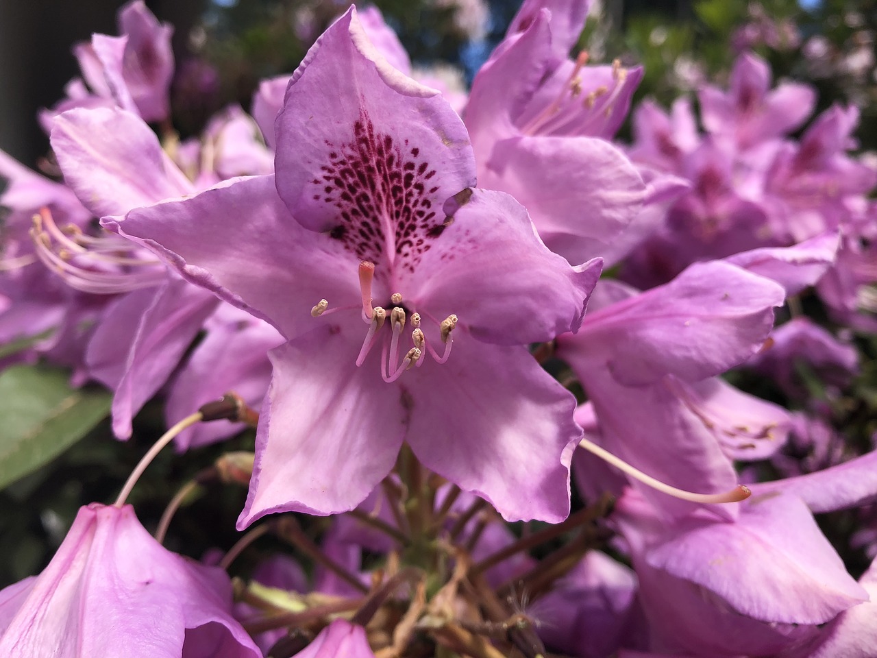 flower  wild flower  nature free photo