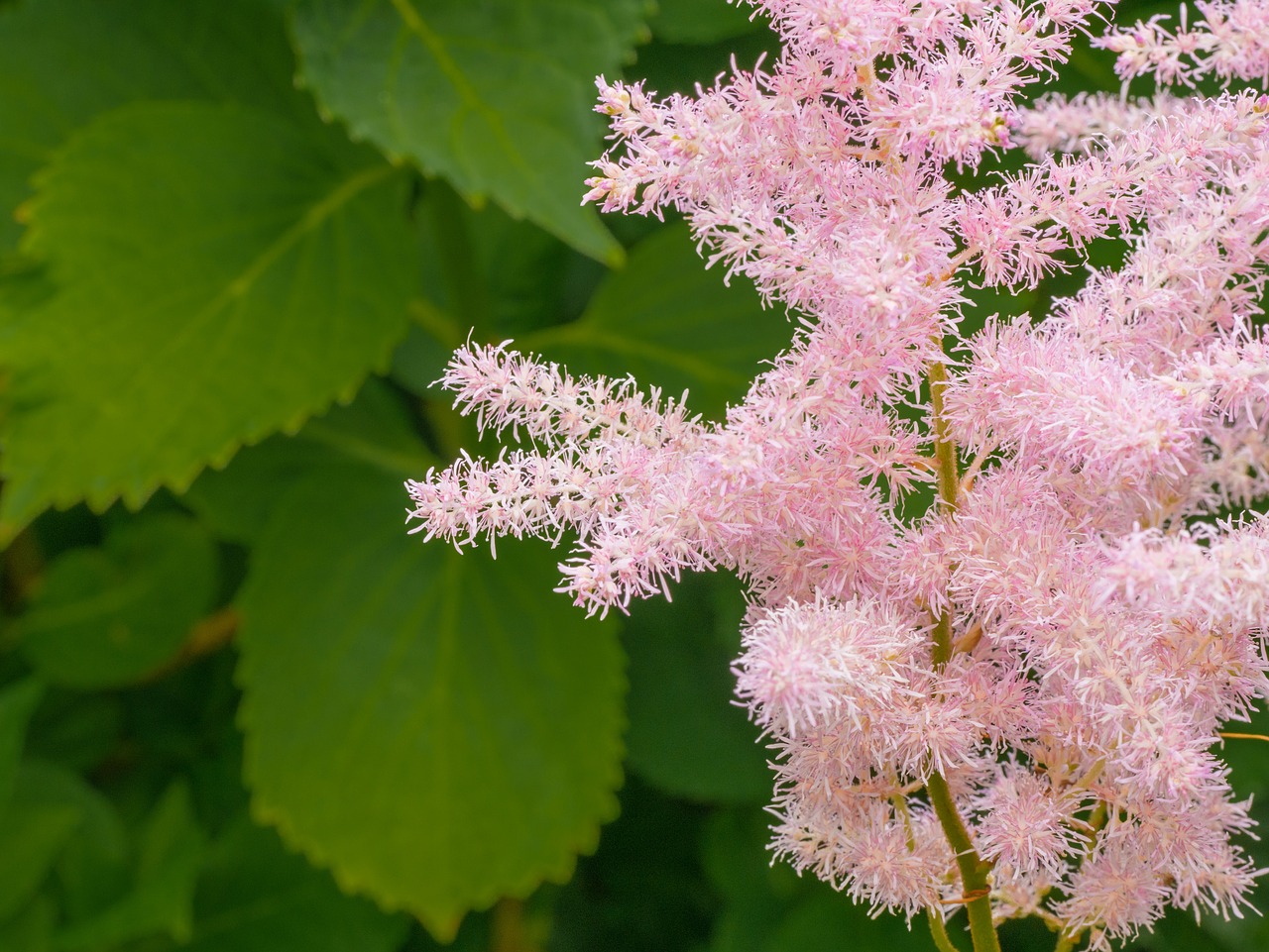 flower  bush  plant free photo