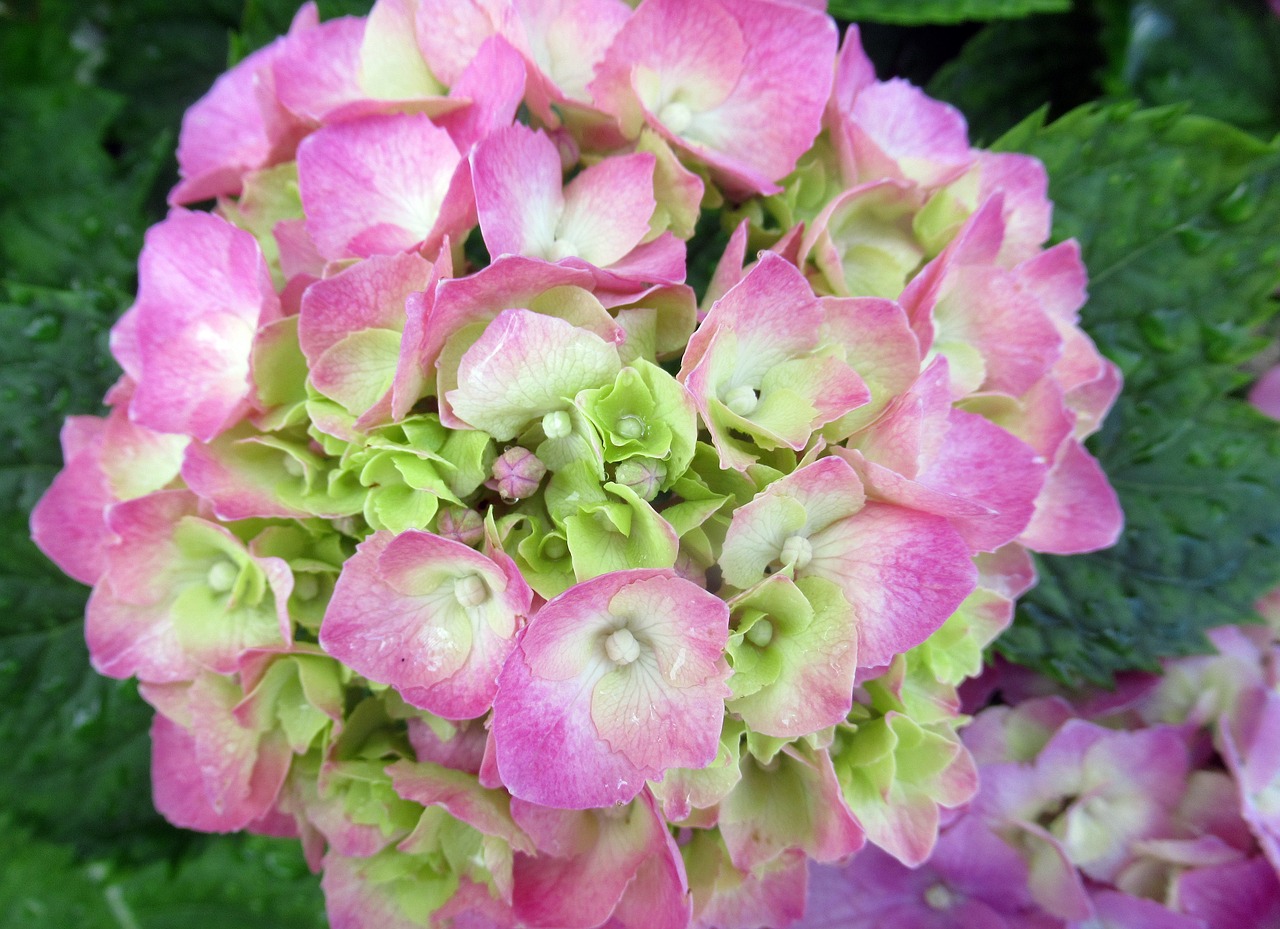 flower  hydrangea  pink free photo