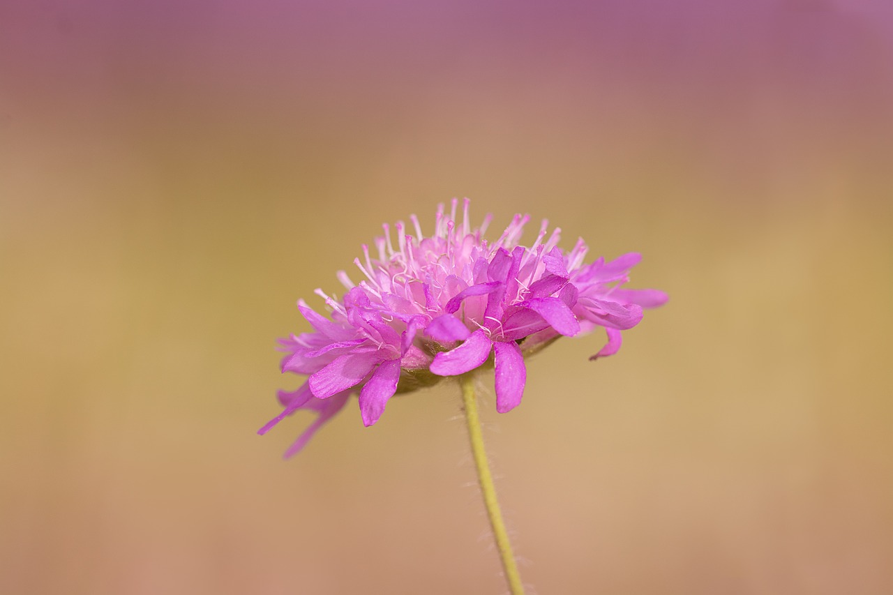 flower  pointed flower  plant free photo